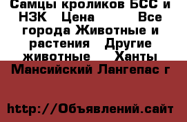 Самцы кроликов БСС и НЗК › Цена ­ 400 - Все города Животные и растения » Другие животные   . Ханты-Мансийский,Лангепас г.